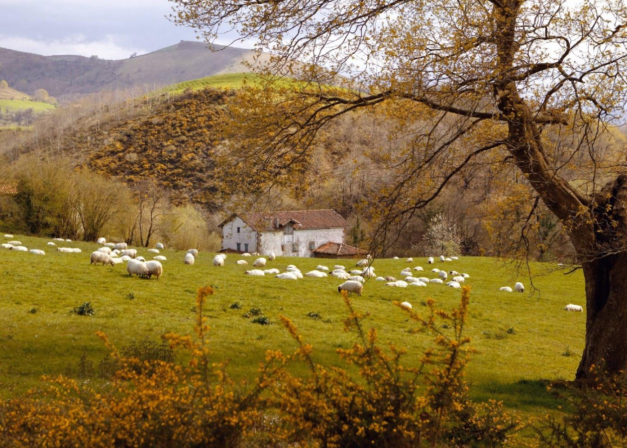 Navarra: Un paraíso gourmet