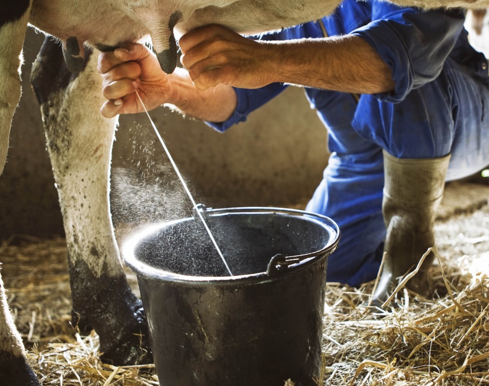 Mitos y bondades de la leche
