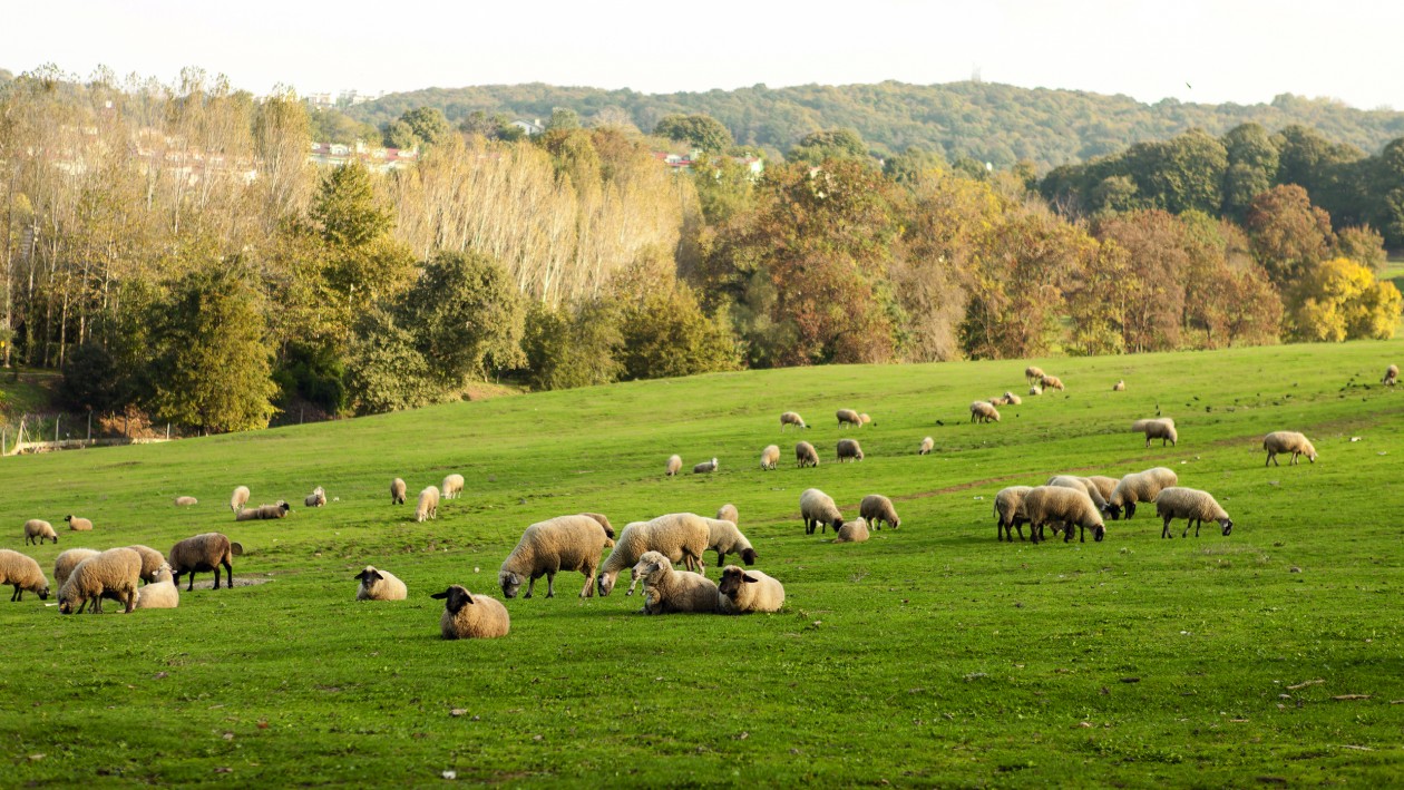 Leche de oveja: un delicado placer