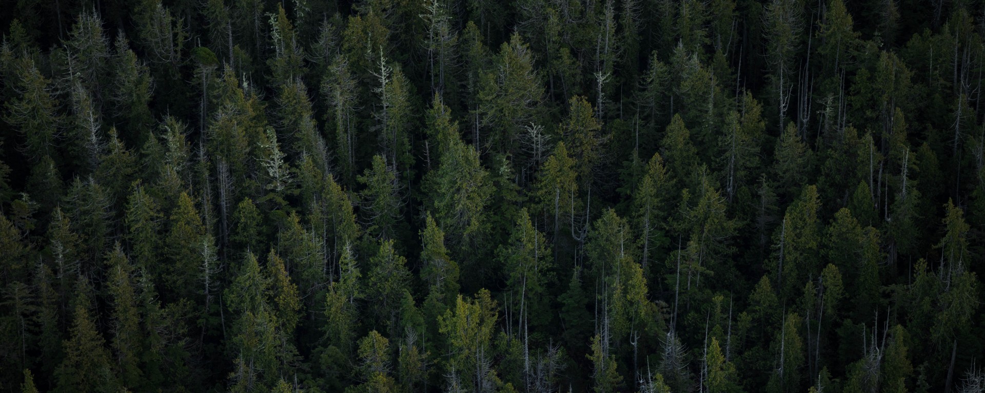 DECORAR LA MESA ES TENDENCIA