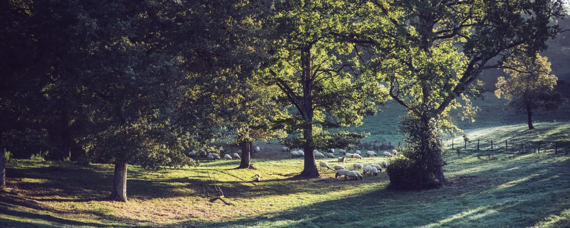 La importancia de la leche
