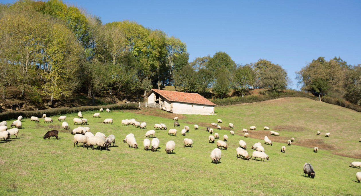 El largo caminar de los pastores