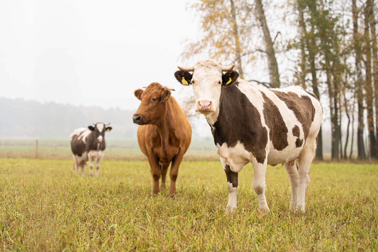 El valor de la vida rural