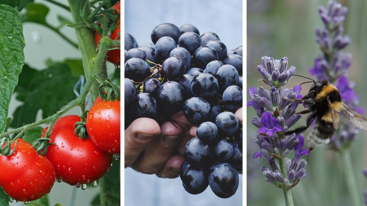 Elige productos de proximidad