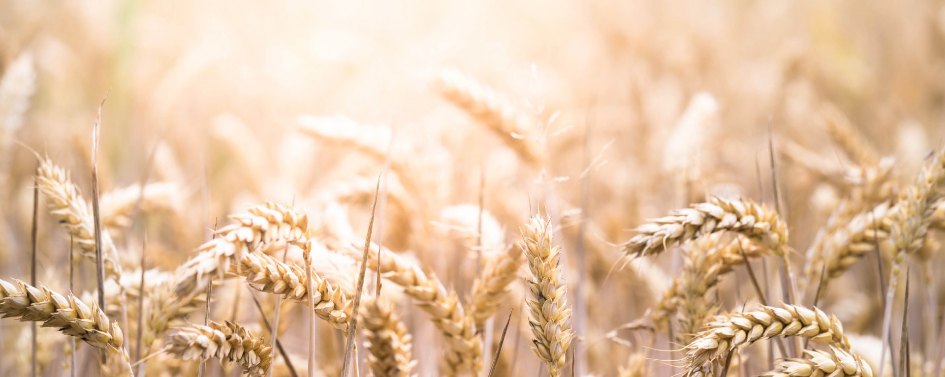 TU CARTA DE POSTRES GLUTEN FREE