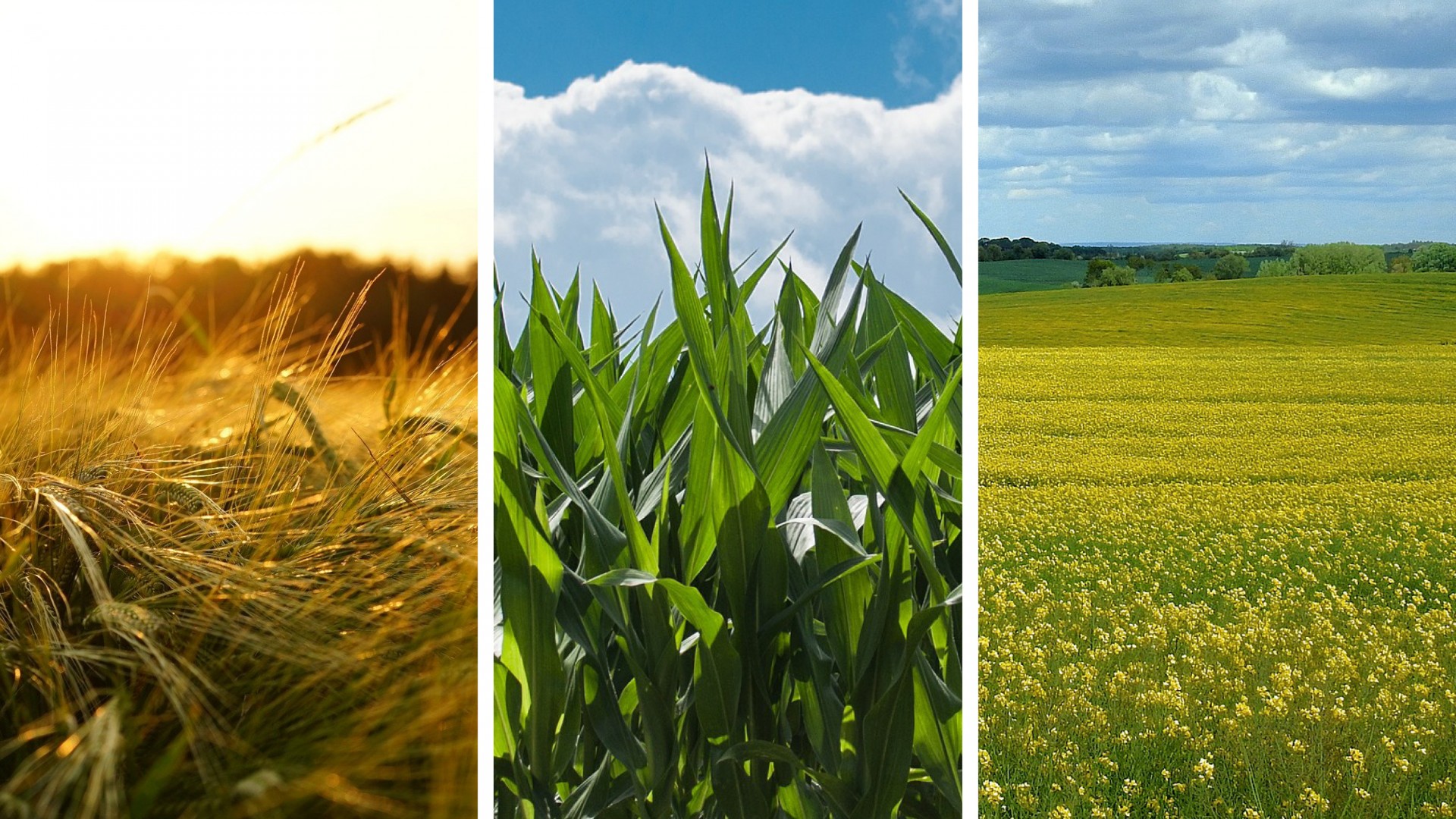 Elige productos de proximidad