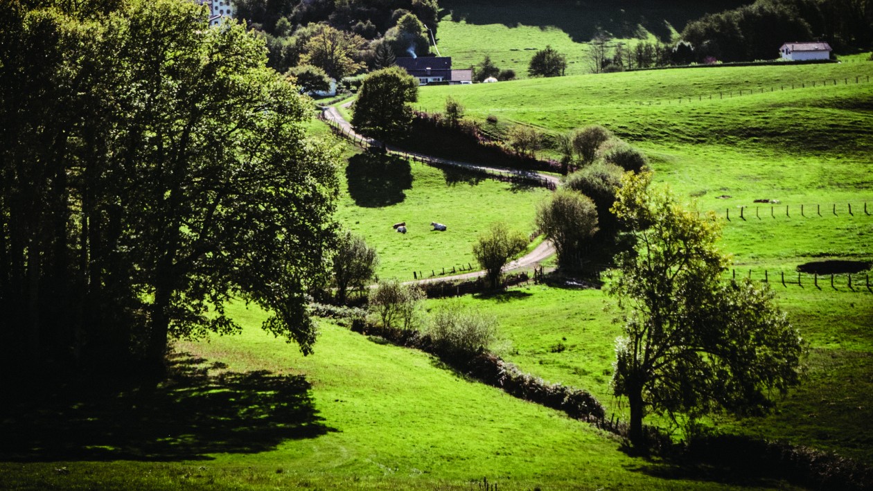 Leche de oveja: un delicado placer