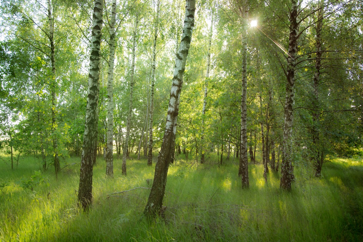 Oficios y utensilios tradicionales